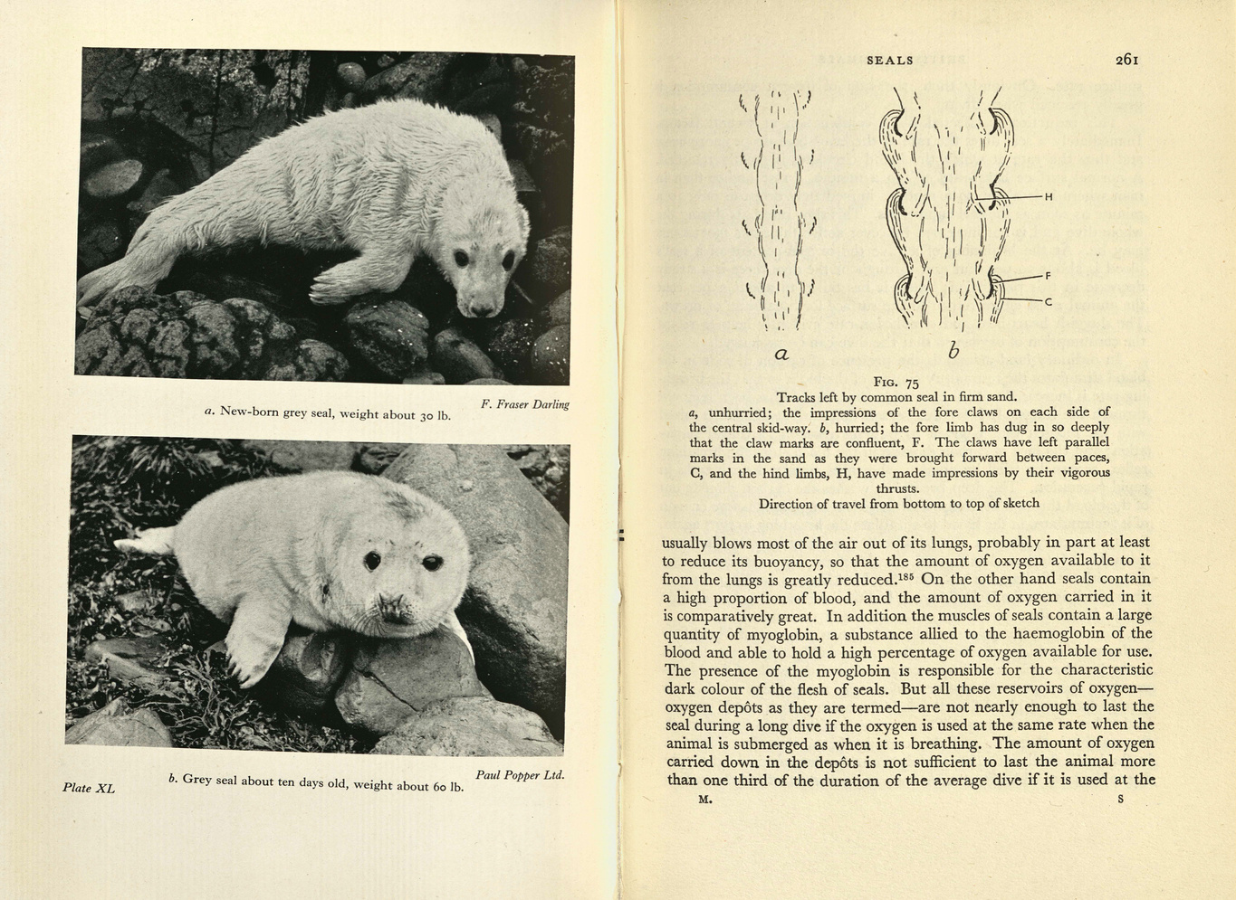 Two black and white photographs of white, furry baby seals sitting on rocks from a page in Matthews's British Mammals.
