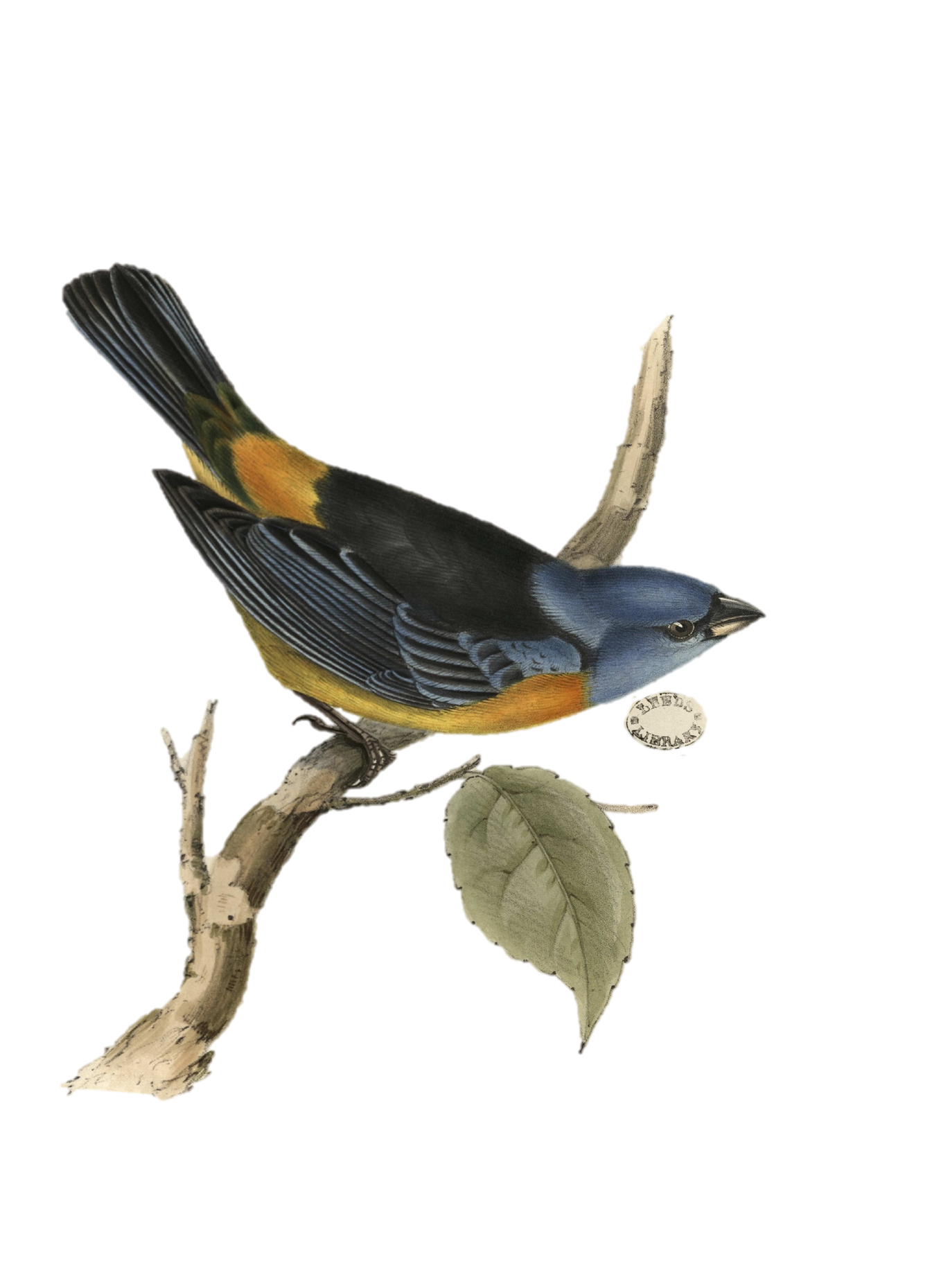 A full-colour illustration of a Tanagara Darwinii bird resting on the branch of a tree. The bird has a black and golden-yellow body with a blue head and inquisitive eyes. A 'The Leeds Library' stamp is on the page next to it.