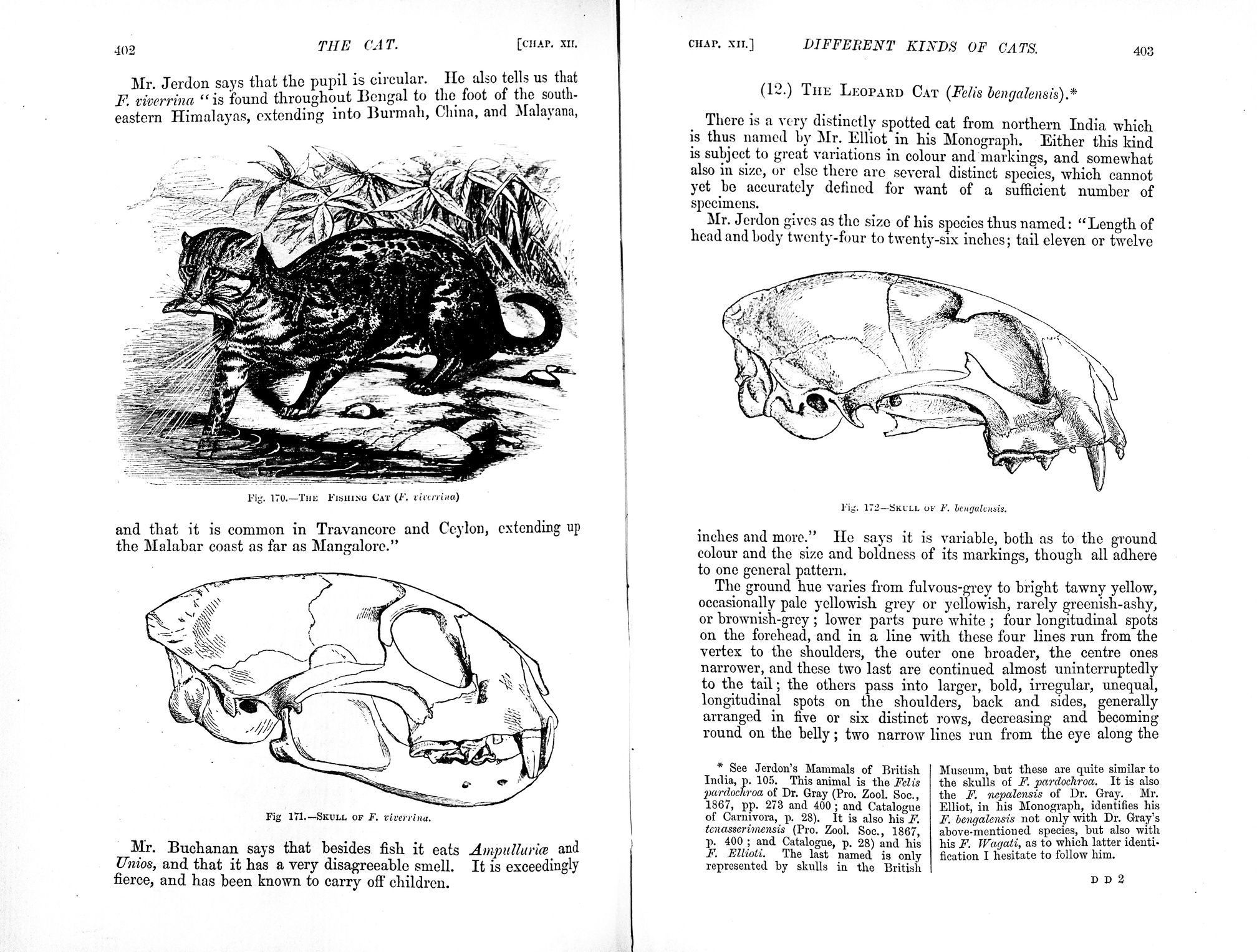 A diagram of a cat's skull from Mivart's The Cat.