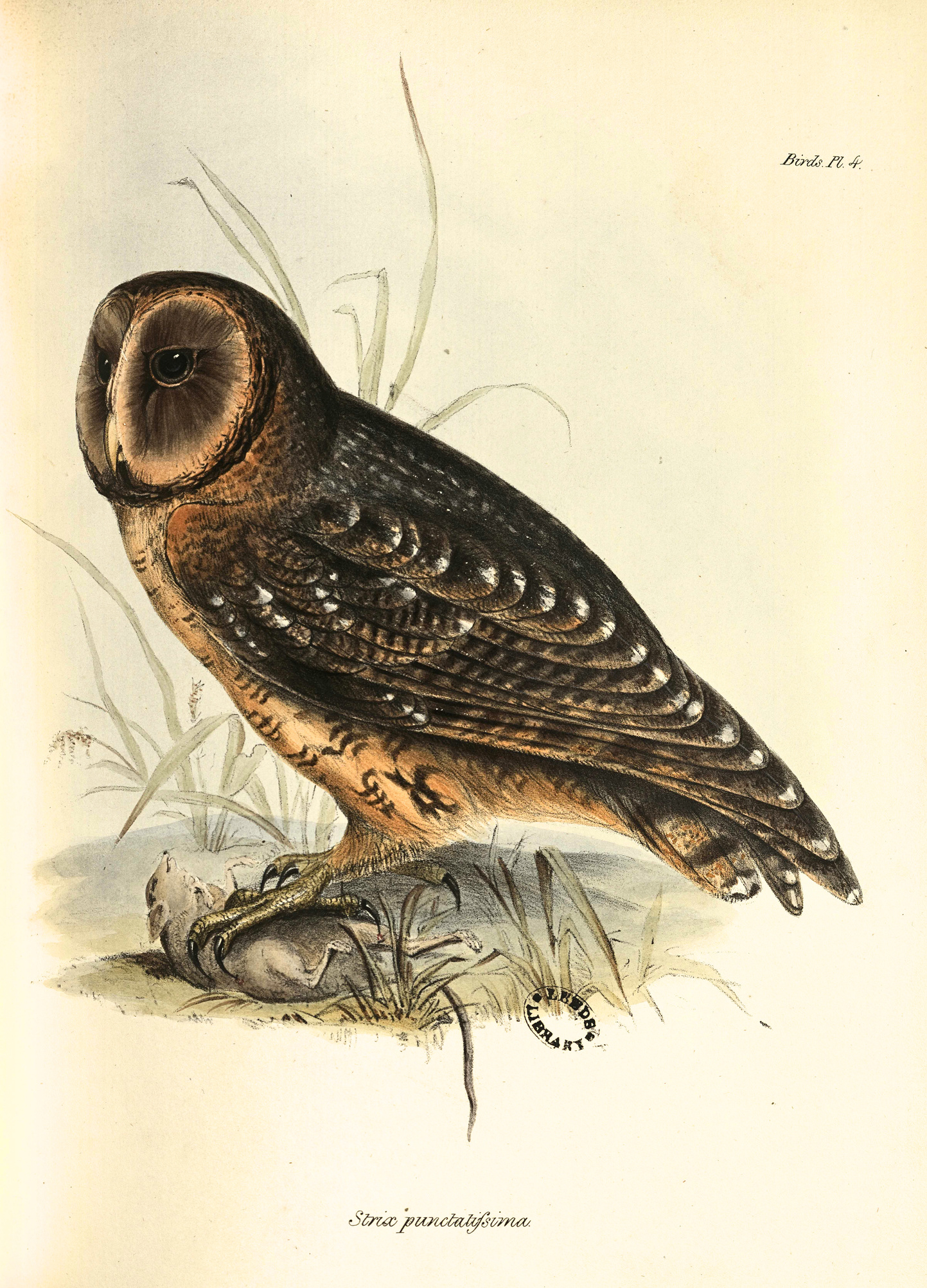 A full-colour illustration of a brown and tawny yellow owl with a dead mouse in its claws from Darwin's book. There is a 'The Leeds Library' stamp on the page next to the drawing.
