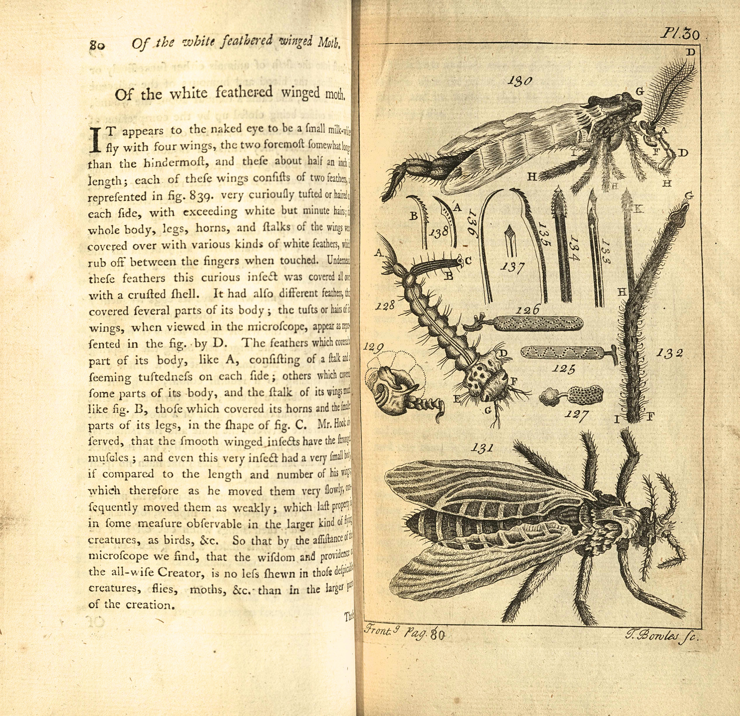 A page of detailed illustrations of a White Feathered Winged moth, with two full-body illustration of the insect and close-up drawings of parts of its anatomy viewed via a microscope in between. From Adams's book.