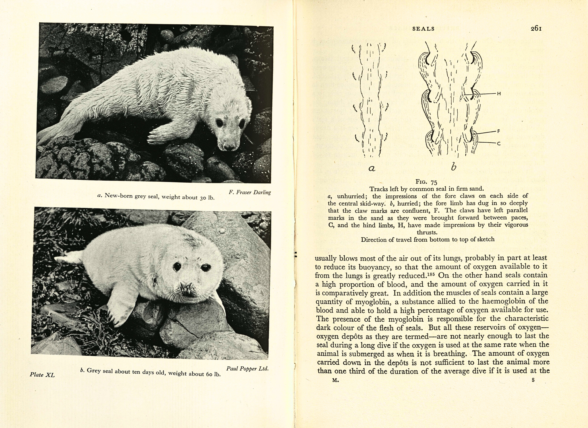 An illustration of two different tracks left by seals from Matthews's British Mammals - one at a walking pace, one at a hurried pace.