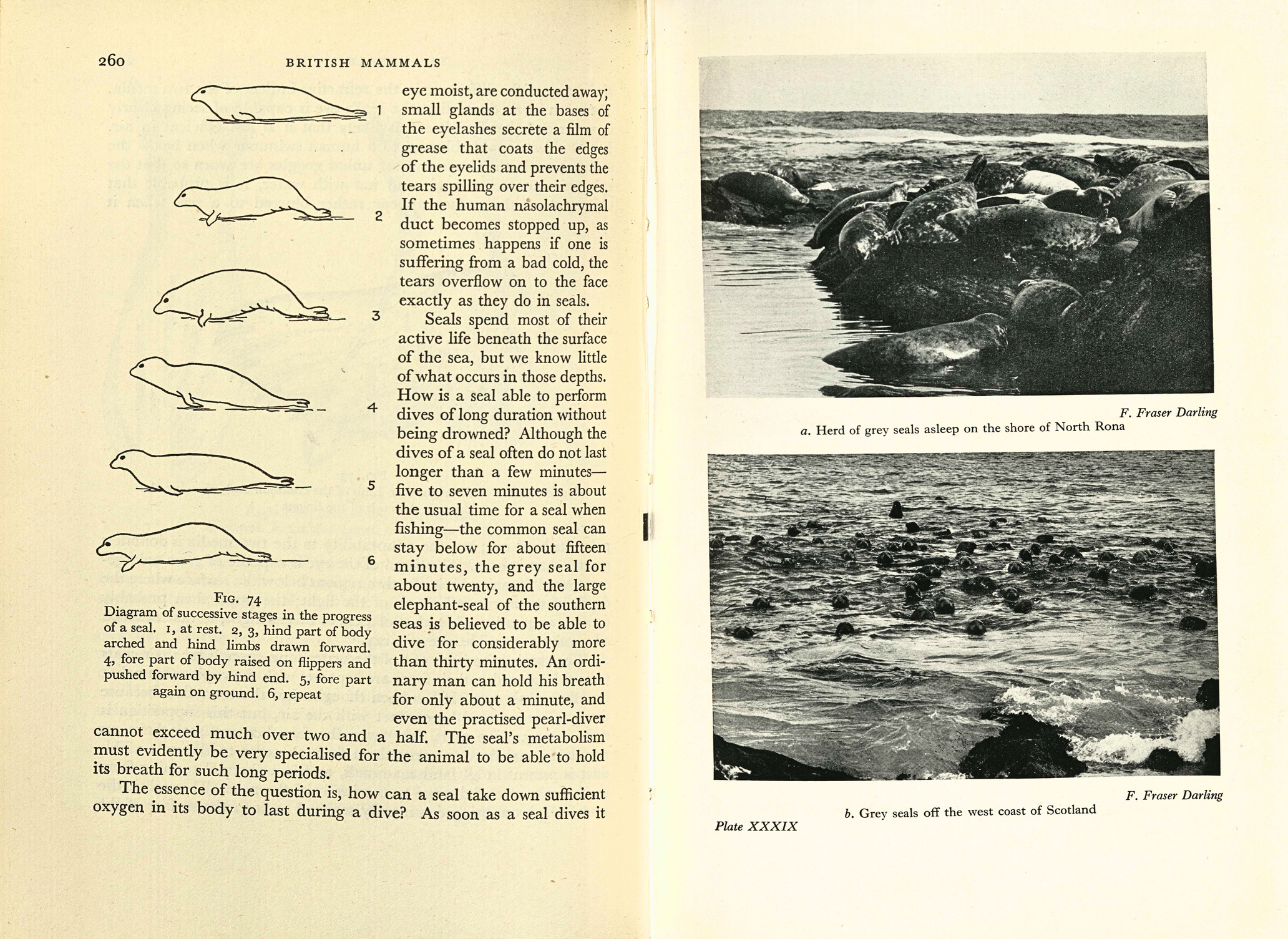 An illustration of the shapes adult seals make to move. Four images of the same seal show how it bunches up and then elongates its body to shuffle along the shore. From Matthews's British Mammals.