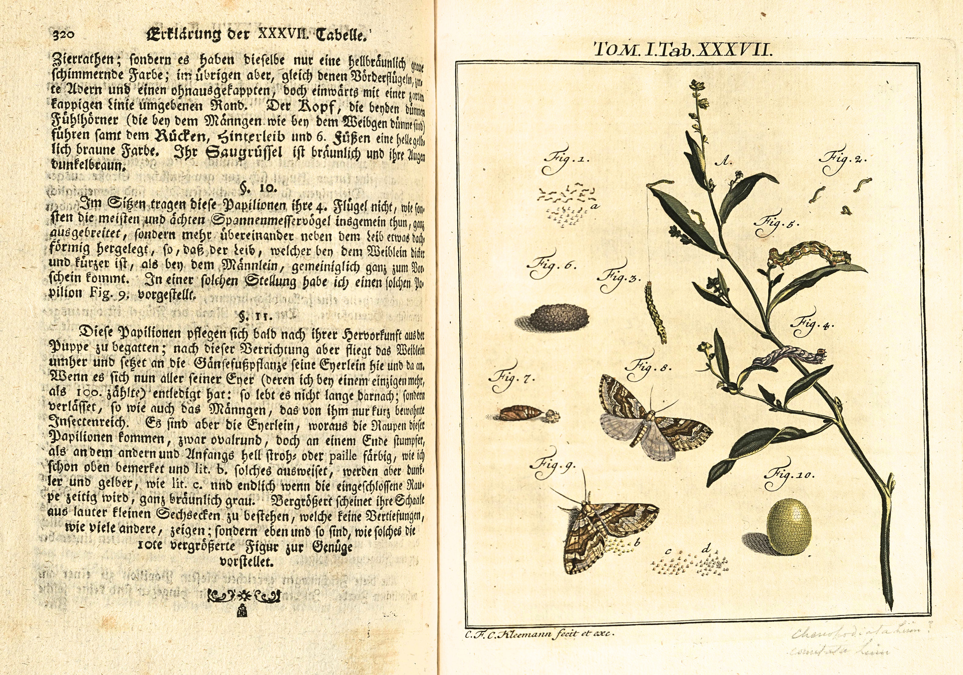 A page from Rosen's book. It shows the life cycle of a brown moth, from egg to caterpillar to cocoon to adult moth.