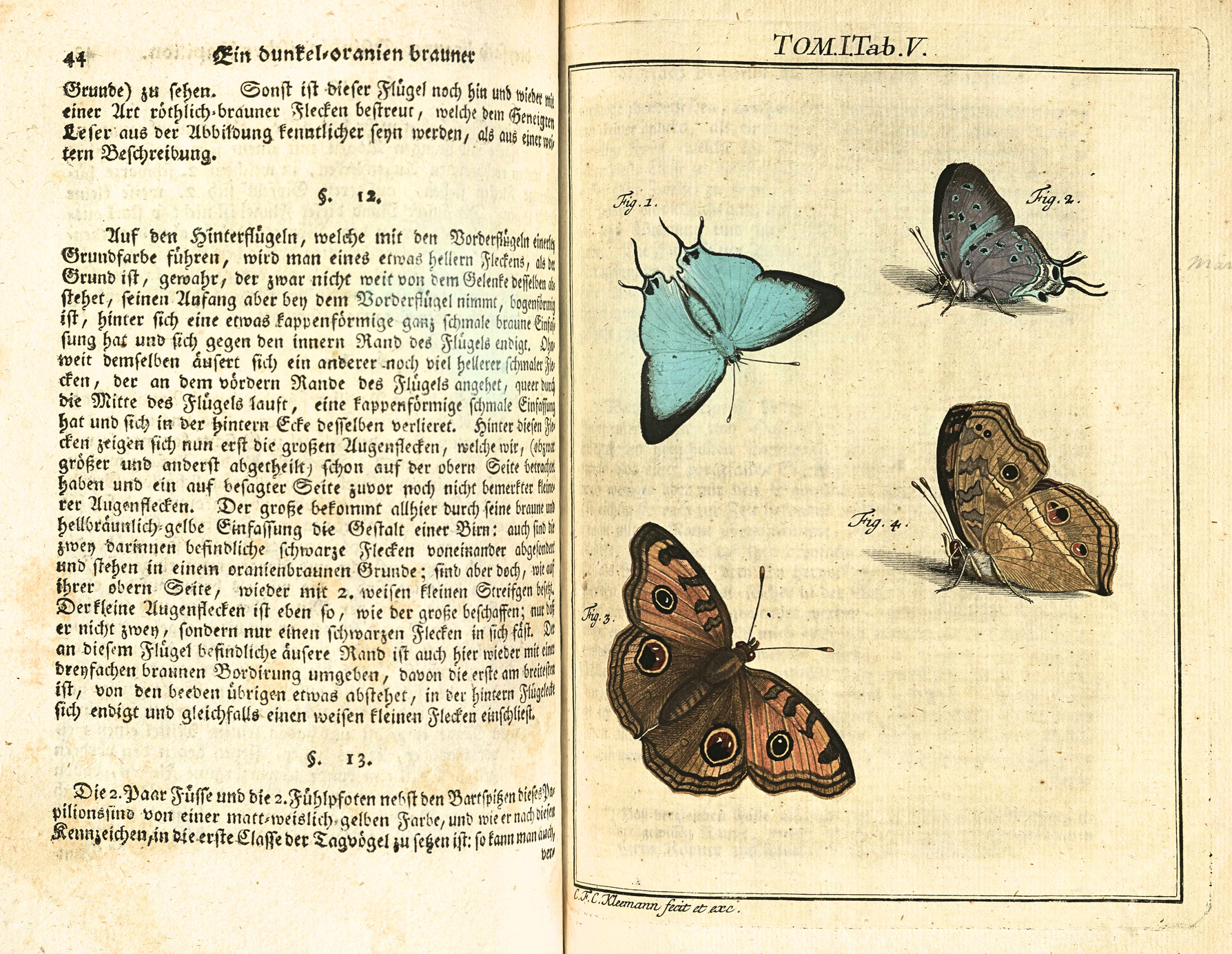 A page from Rosen's book, showing four different types of butterflies. They are all in vibrant colour, and the patterns on their wings are shown in detail.