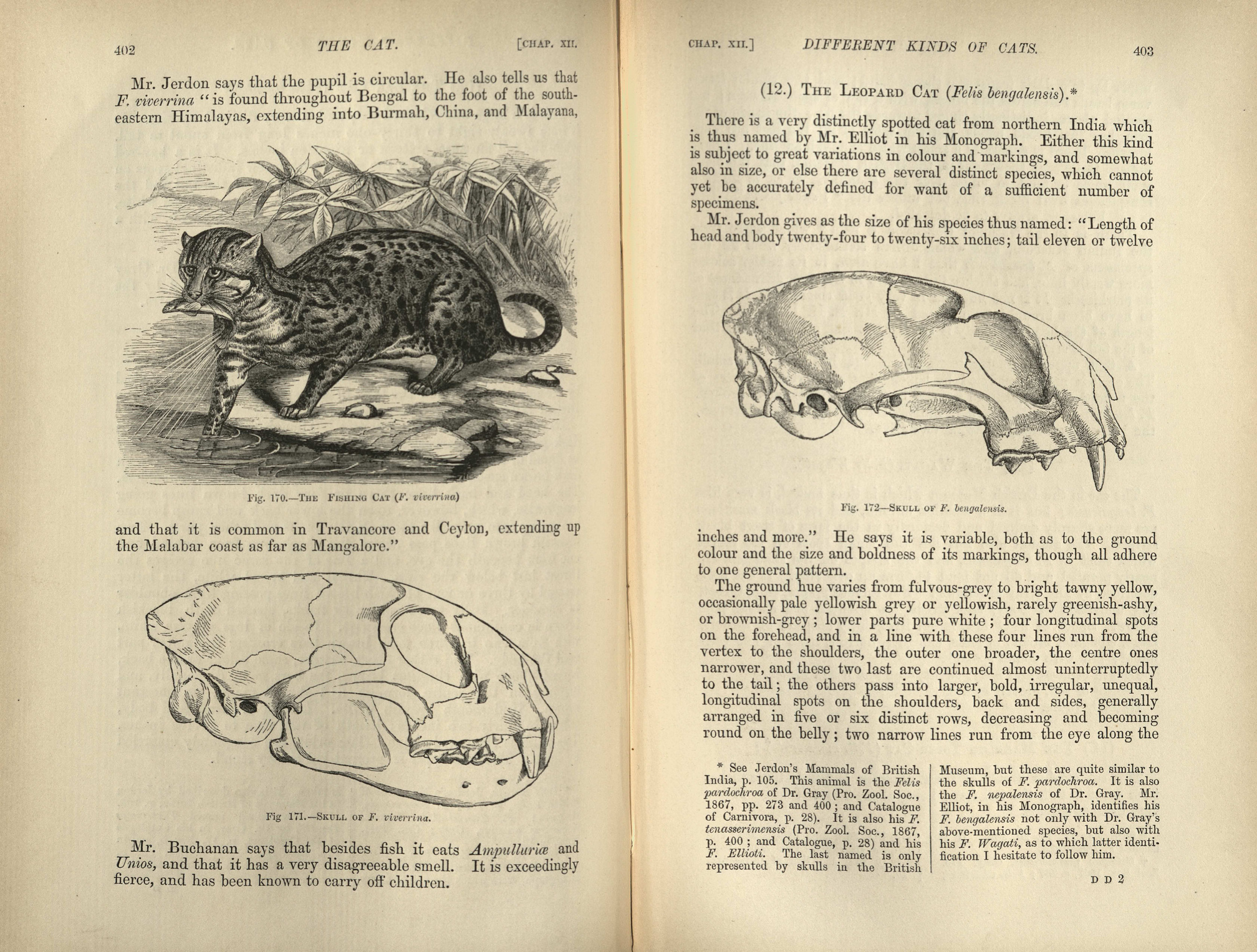 A two-page spread from Mivart's The Cat. The first page shows a black and white illustration of a spotted leopard catching a small fish from a stream. Underneath is a diagram of the cat's skull. On the other page is a diagram of another cat's skull.